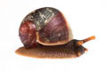 Acavus haemastoma haemastoma Mirrisa, Sri Lanka